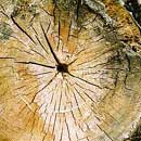 Nahansicht Lebensringe im Baum